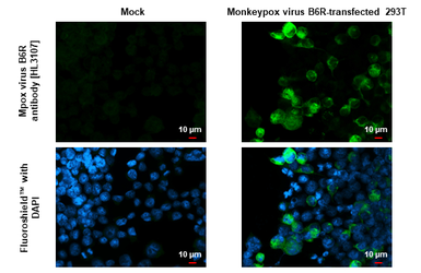 Anti-Mpox virus B6R antibody [HL3107] used in Immunocytochemistry/ Immunofluorescence (ICC/IF). GTX640553